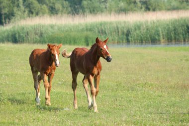 çalışan iki kahverengi foals