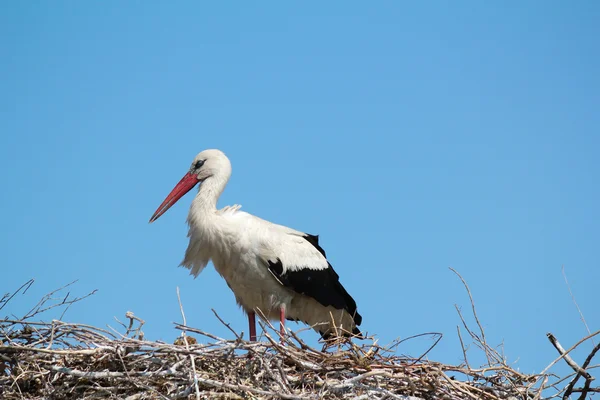Vit stork i boet — Stockfoto