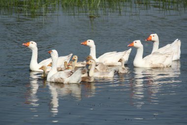 White geese family swimming