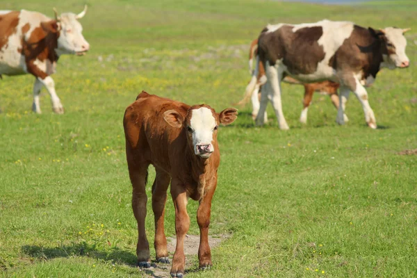 Brown calf and cows in pasture — Stock Photo, Image