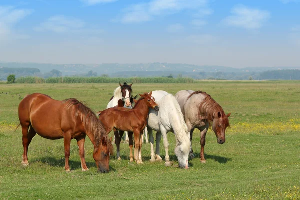 Cavalos e potros em pasto — Fotografia de Stock
