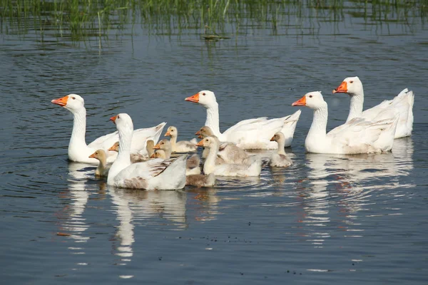 Плавание белых гусей — стоковое фото