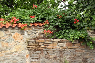 Çiçekli eski taş duvar