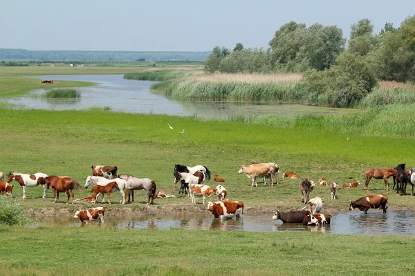 Cows and horses on river — Stock Photo, Image