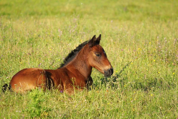 Horse brown foal lying in pasture — Stock Photo, Image