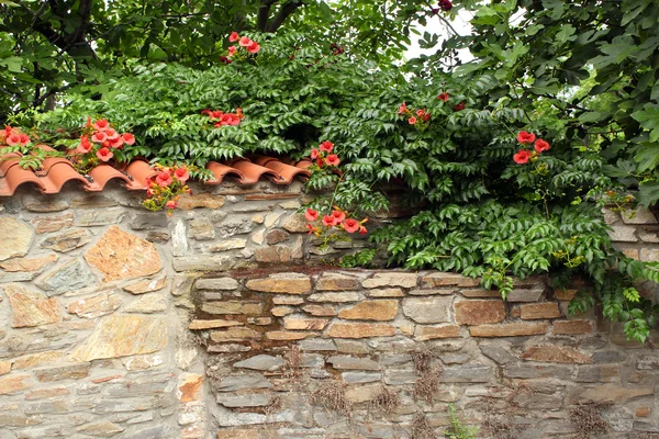 Çiçekli eski taş duvar — Stok fotoğraf