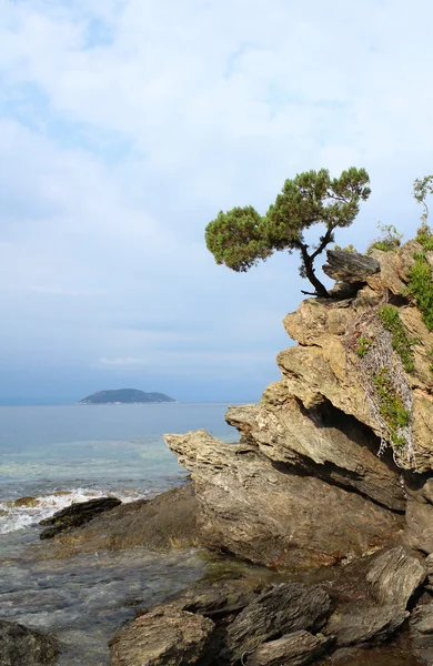 Furutre på en stein over havet – stockfoto