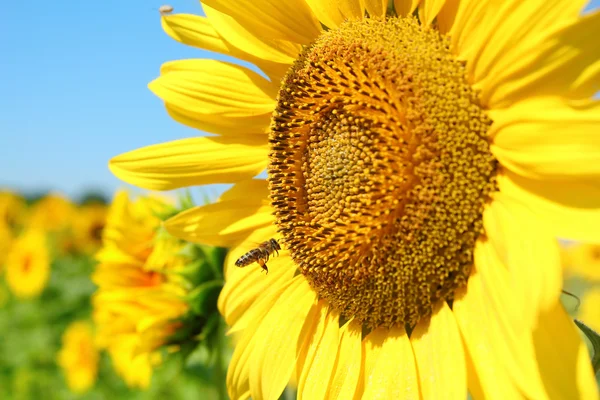 与蜜蜂和向日葵的夏天现场 — 图库照片