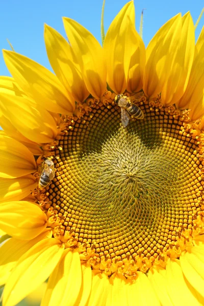 Twee bijen op zonnebloem — Stockfoto