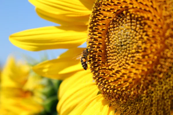 Bee on sunflower summer scene — Stock Photo, Image