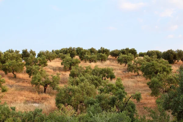 Hill med olivträd — Stockfoto