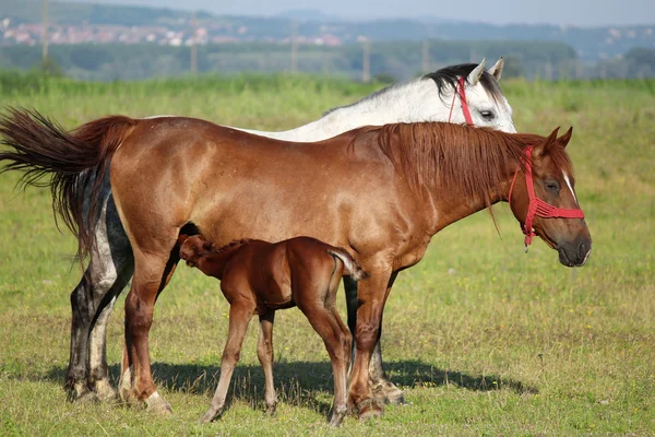 从母奶喂养的小马驹 — 图库照片
