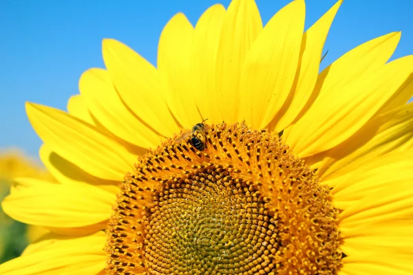 Bright yellow sunflower — Stock Photo, Image