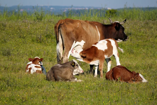 Calf feeding with milk — Stock Photo, Image