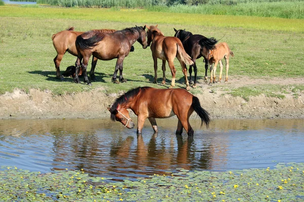 Horse standing in water — Stock Photo, Image