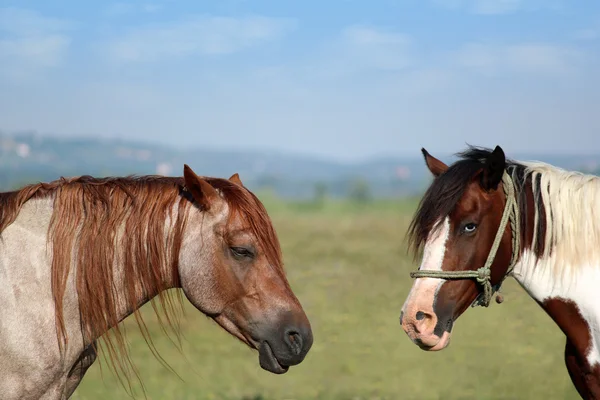 两匹马的肖像 — 图库照片