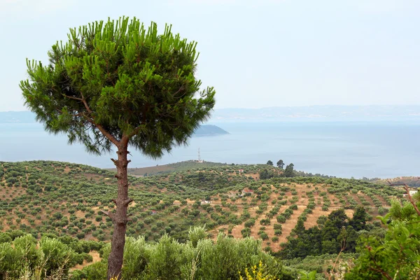 Landschap sithonia halkidiki Griekenland — Stockfoto