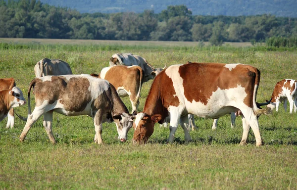 Vaches en pâturage — Photo