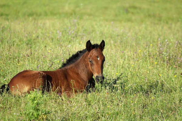 Horse foal in summer pasture — Stock Photo, Image
