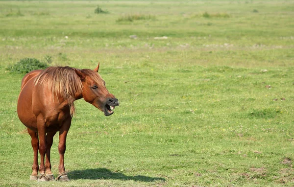 Brown horse neigh — Stock Photo, Image