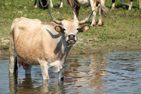 Корова стоїть у воді — стокове фото