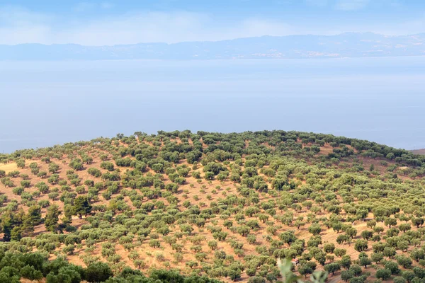 Hill with olives trees — Stock Photo, Image