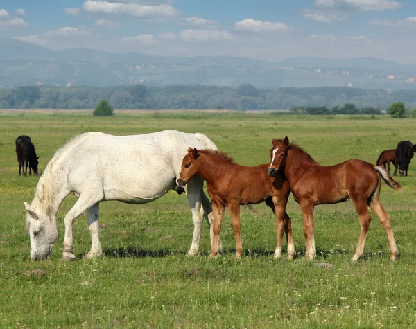 Koń biały i brązowy źrebięta w pastwiska — Zdjęcie stockowe