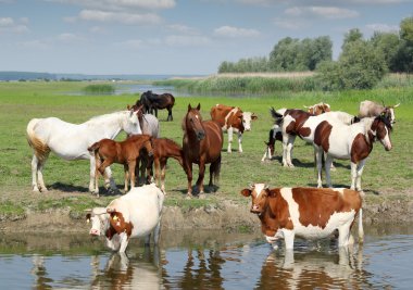 Farm animals on river clipart