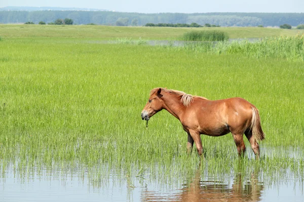 Cavalo marrom em cena de fazenda de pastagem — Fotografia de Stock