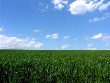 Fresh green gras with blue sky clipart