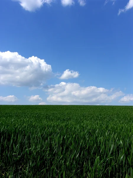 stock image Fresh green gras with blue sky