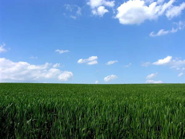 stock image Fresh green gras with blue sky