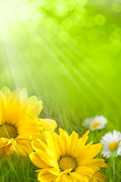 Květinové pozadí - žluté a bílé květy — Stock fotografie