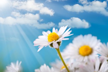 bahar çiçekleri - mavi gökyüzü arka plan üzerinde papatya