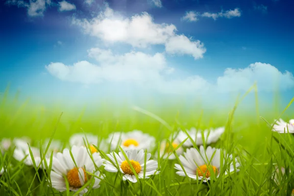 Sommer Hintergrund - Feld von Gänseblümchen und blauem Himmel — Stockfoto