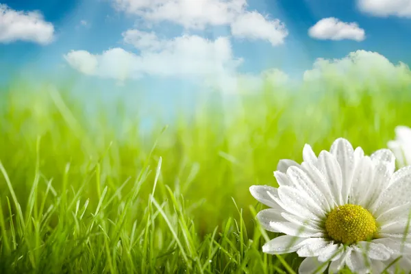 Natur bakgrund - blomma på gröna fält och blå himmel — Stockfoto
