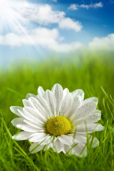 Krásná květina na letní pole — Stock fotografie