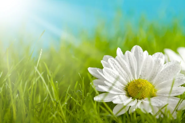 Природный фон - красивый цветок на зеленом поле — стоковое фото