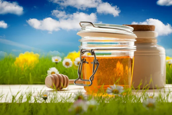 La miel y la margarita de primavera en el fondo —  Fotos de Stock