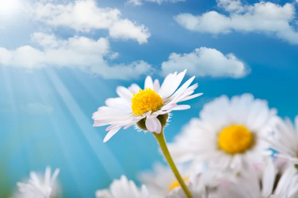 Jarní květiny - daisy na pozadí modré oblohy — Stock fotografie