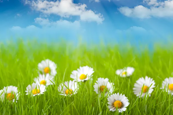 Gebied van daisy en blauwe hemel op achtergrond — Stockfoto