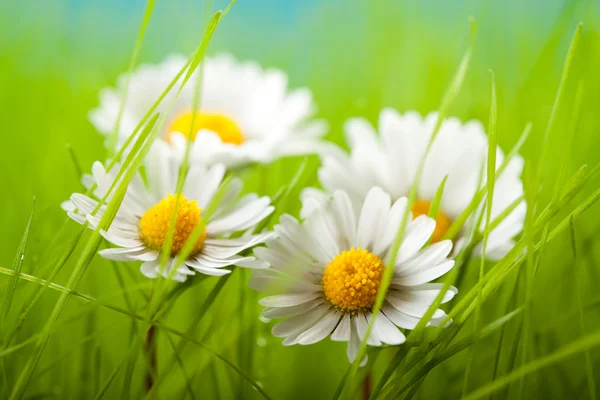 Весняні квіти - красива ромашка — стокове фото