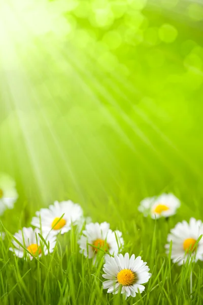 Frühlingsfeld - Gänseblümchen im Gras — Stockfoto