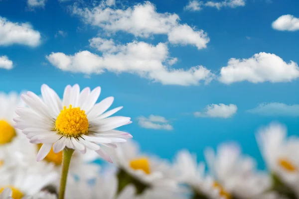 Schönes Gänseblümchen und blauer Himmel — Stockfoto