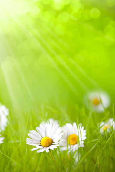 Sommerblumen - Gänseblümchen auf grünem Hintergrund — Stockfoto