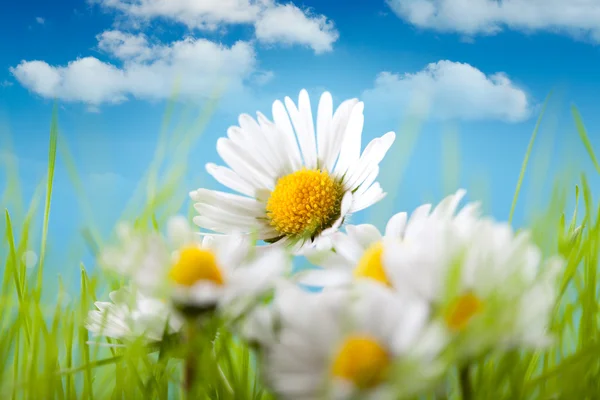 Spring flowers - Beautiful daisy on blue sky background — Zdjęcie stockowe