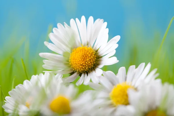 Gyönyörű virágok - százszorszép — Stock Fotó