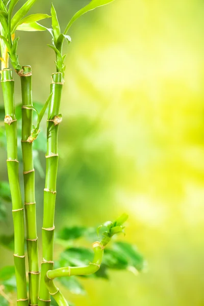 Zelená spa - bambusové pozadí — Stock fotografie