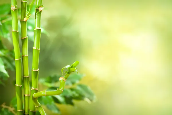 Green spa background - bamboo — Stock Photo, Image
