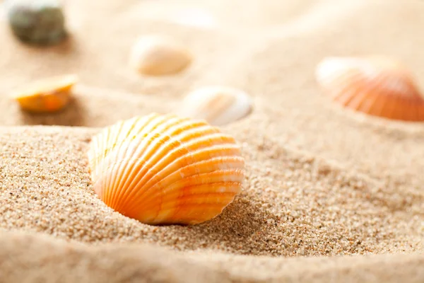 Shell on sand — Stock Photo, Image